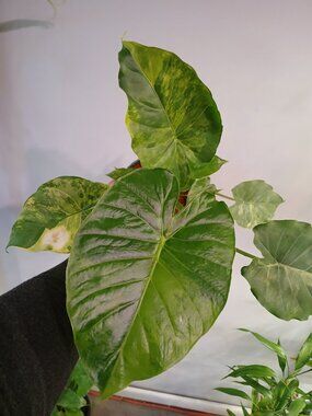 Alocasia Gangeana Aurea